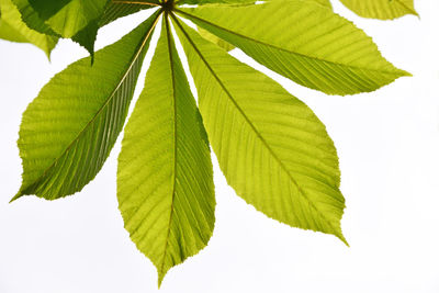 Close-up of leaves