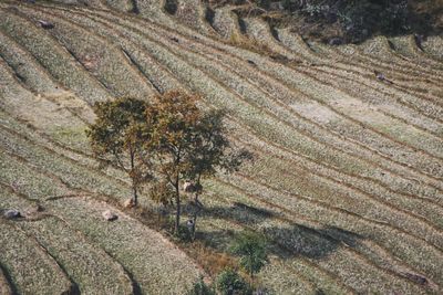 Full frame shot of agricultural field