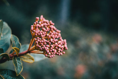 Close-up of red berries on plant