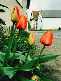 Red tulips blooming in garden