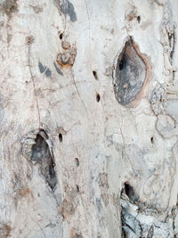 Full frame shot of tree trunk