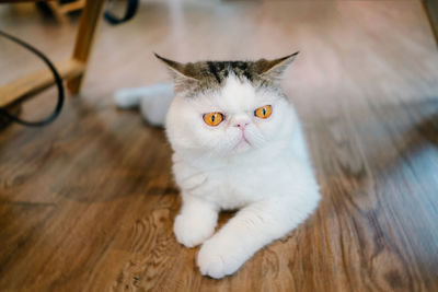 High angle view portrait of a cat