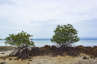 Trees on the rocks at the beach at talu island, prachuap khiri khan, thailand