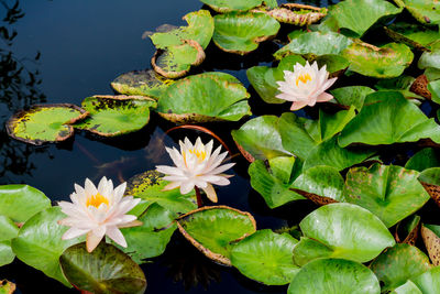 Lotus water lily in lake