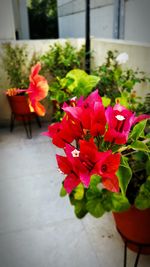 Close-up of red flowers blooming outdoors