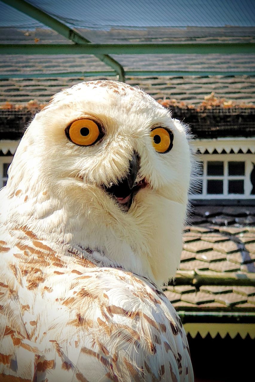 animal, animal themes, bird, owl, one animal, animal wildlife, beak, wildlife, bird of prey, close-up, no people, animal body part, wing, day, portrait, nature, focus on foreground, animal head, looking at camera, outdoors