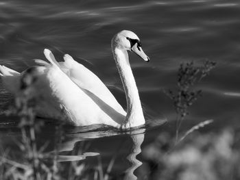 Close-up of swan swimming in lake