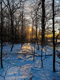 Snow covered bare trees against sky during sunset