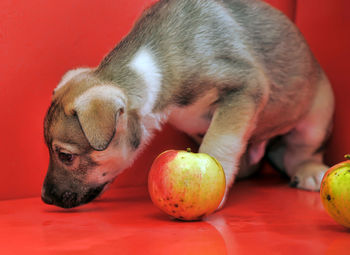 Close-up of dog eating fruit