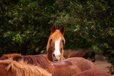 Horses on pasture, in the heard together, happy animals, portugal lusitanos