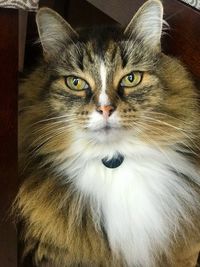 Close-up portrait of cat