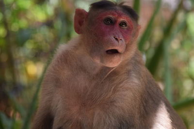 Close-up of monkey