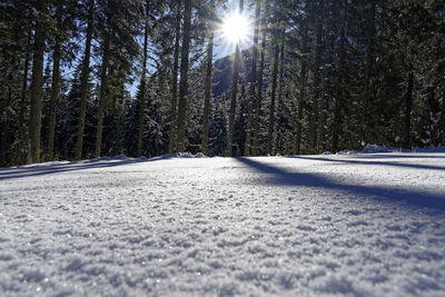 Snow covered road amidst trees against sky