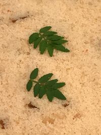 High angle view of leaves on sand