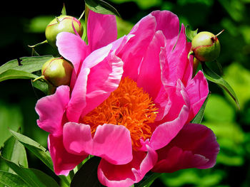 Close-up of pink flowers blooming outdoors