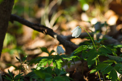 Close-up of butterfly on plant