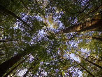 Low angle view of trees in forest