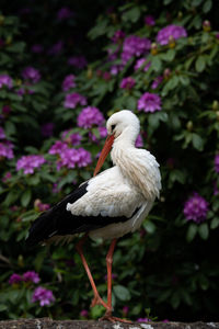 Close-up of a bird on rock