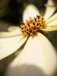 Close-up of white flower