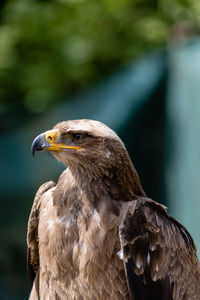 Close-up of eagle outdoors