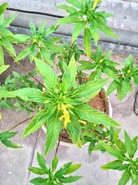 Plants growing on a tree