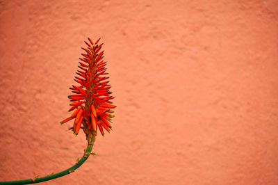 Close-up of plant against blurred background