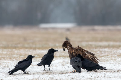 Birds perching on a land