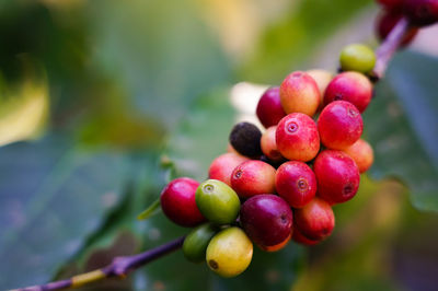 Selective focus fresh coffee beans raw food from natural good beverage the colorful seeds