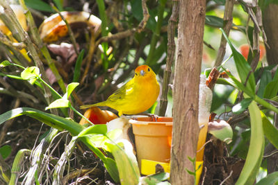 Bird perching on tree trunk