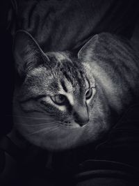 Close-up portrait of cat relaxing at home