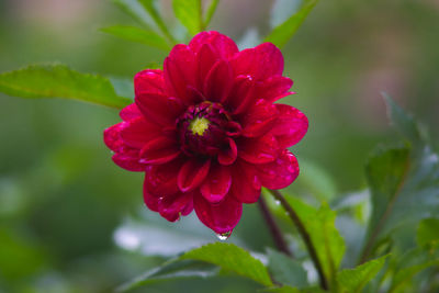 Close-up of pink rose flower in park