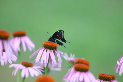 Close-up of butterfly on purple flower