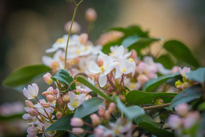 Close-up of white flowering plant