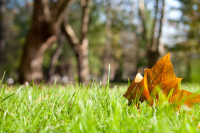 Close-up of autumn leaf on field