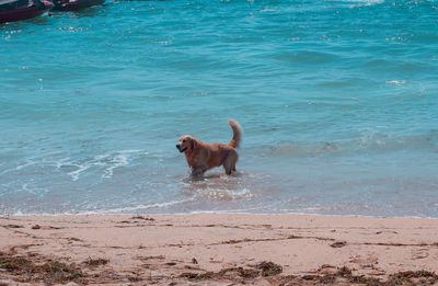 Dog running on beach