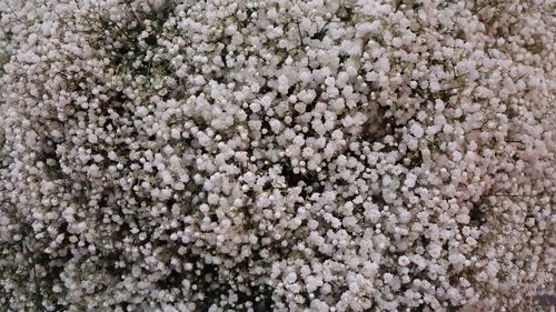 Full frame shot of white flowering plants