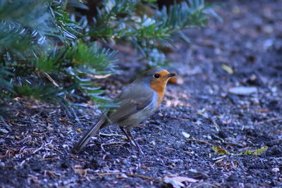 Close-up of bird perching on a field