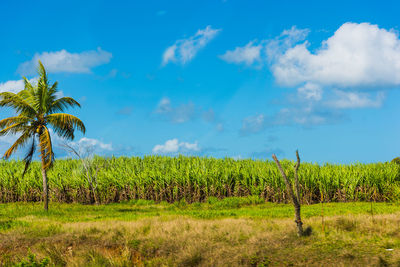 Scenic view of agricultural field against sky