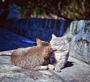 Close-up of cat sleeping