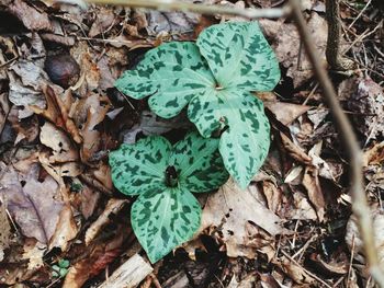 Close-up of leaves