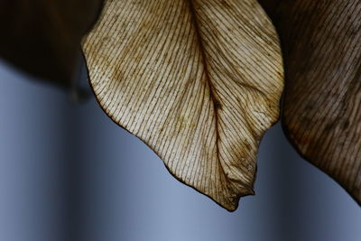 Close-up of dry leaf on tree