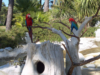 Bird perching on tree