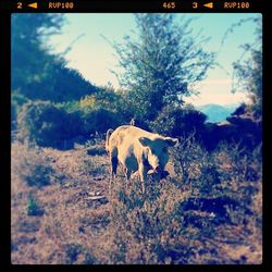 Dog standing on landscape