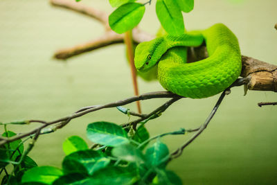 Close-up of lizard on leaf