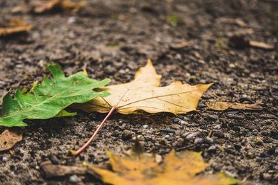 Close-up of dry maple leaf on field