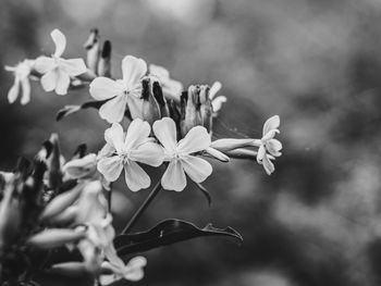 Close-up of flowering plant