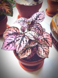 High angle view of potted plants on table