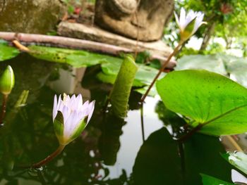 Close-up of pink flower in pond