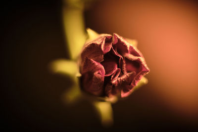 Close-up of wilted rose