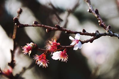 Close-up of flowers on branch